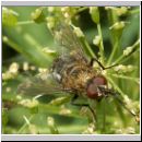 Pollenia sp - Fleischfliege m02.jpg